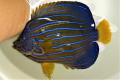 SOLDOUT ※完璧個体　キンチャクダイ成魚F【天草産ハンドコート】　18センチ程度　※10/22採取　※粒餌、フレークOK