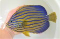 SOLDOUT　※珍産地　キンチャクダイ成魚【響灘産仕入れ個体】　18センチ程度　※2月採取、6/28入荷　※トリートメント中　