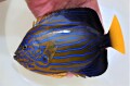 SOLDOUT※SALE　”極美”キンチャクダイ成魚　特大【日本海産ハンドコート】18～20センチ程度　※2022年9/28採取 ※各種人工飼料OK