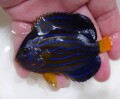 SOLDOUT”極美”キンチャクダイ　半成魚【天草産ハンドコート】8センチ程度　ハンドコート採取