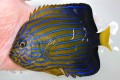 完璧個体　キンチャクダイ成魚【丹後半島産仕入れ個体】　16センチ程度　※11/12入荷　※各種人工飼料OK