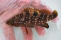 キジハタ幼魚　【瀬戸内海定置網】　※10センチ程度　※4/4出品　水槽飼育で1ヶ月調整済