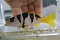 SOLDOUT※超SALE　コクハンアラ若魚【仕入れ個体】　※20センチ程度　※2021年10/29入荷　
