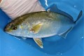 SOLDOUT　カンパチ中成魚　【青海島ハンドコート】　※25センチ程度　11/2採取
