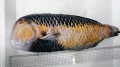 ※激レア　クロブチテンス　(ゲイシャ）凍結個体　【沖縄深場仕入れ個体】　※41センチ　1.5kg　※死着入荷の為冷凍　
