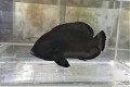 SOLDOUT　クロハタ幼魚　【セブ島仕入れ個体】　※8センチ程度　※9/24入荷