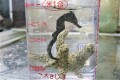 SOLDOUT　クロウミウマ幼魚　【薩南諸島ハンドコート】　8センチ程度　8/26採取
