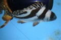 コショウダイ【近海産仕入れ個体】20センチ程度　※4/4出品　約1ヶ月水槽飼育で調整済　※売約済