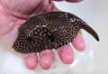 ケショウフグ幼魚　大き目【スリランカ】　※8～12 センチ程度　※10月15入荷