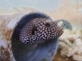 ケショウフグ幼魚　大き目【スリランカ】　※8～12 センチ程度　※10月15入荷