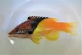 SOLDOUT　ケサガケベラ中成魚　【仕入れ個体】　※10センチ程度　※4/25入荷　※各種人工飼料OK