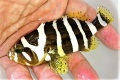 ※激レア　コクテンアオハタ幼魚【仕入れ個体】　※9センチ程度　※10/31入荷　※水深100ｍ　※売約済