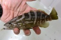 クエ中成魚【青海島産ハンドコート】※20センチ程度　※1012入荷　画像はサンプルです