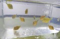 カワハギ　スーパーベビー　8匹セット　【日本海ハンドコート】　※1～2センチ程度　※8/2採取