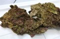SOLDOUT 特上ライブロック板状　1ｋｇ前後　【仕入れ個体】　※11/22出品　サンプル画像
