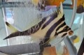 ミギマキ幼魚【近海ハンドコート】※15センチ程度　※6/11入荷