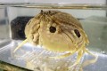 SOLDOUT　メガネカラッパ　【伊豆産漁網個体】　※甲幅10～15センチ程度　※11/15入荷