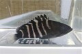 SOLDOUT　マハタ幼魚　【近海ハンドコート仕入れ個体】　※9センチ程度　※4/26入荷