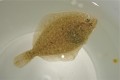 メイタカレイ？ベビー　　【日本海ハンドコート】　8センチ程度　※6/1入荷