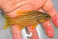 ミナミハタ幼魚　【仕入れ個体】　※9センチ程度　※12/10入荷　※売約済