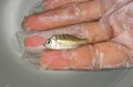 ※珍　ミナミクロダイ稚魚【沖縄産ハンドコート】　※2～3センチ程度　※4/20入荷　送料1000円