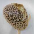 SOLDOUT　極美マルソデカラッパ　大　【鹿児島漁網個体】　※ソフトボール大程度　※魚肉、アサリ、むきエビ、底に沈む餌なら何でも食べます