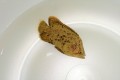 マツダイベビー【近海ハンドコート】※5センチ程度　※9/8入荷　※ほぐしたクリルOK　S梱包
