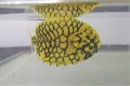 マツカサウオ幼魚【近海ハンドコート】　※7センチ程度　※8/10入荷