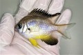 ※珍　ナミスズメダイ　【沖縄仕入れ個体】　10センチ程度　7/28入荷　