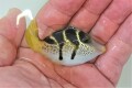 ノコギリハギ幼魚　7センチ程度　【薩南諸島産ハンドコート】※8/15採取