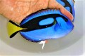 SOLDOUT　ナンヨウハギ　Lサイズ　【引取り個体】※16センチ程度　1/25入荷　