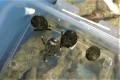 SOLDOUT　小笠原産ヤドカリ　【小笠原産仕入れ個体】　※小笠原固有種のクサイロイシダタミの殻に入っています※5/12出品