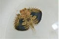 SOLD OUT　オキセミホウボウベビー　【仕入れ個体】　3～5センチ程度※冷凍ブライン、ほぐしたクリルOK　※9/6入荷