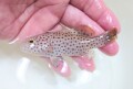 SOLDOUT※レア　オオアオノメアラ幼魚　【仕入れ個体】　※9センチ程度　※3/8入荷　