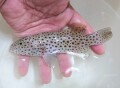 ※レア　オオアオノメアラ幼魚　【セブ産仕入れ個体】　※15センチ程度　※8/23入荷　