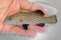 ※レア　オオアオノメアラ幼魚　【沖縄産仕入れ個体】　※15センチ程度　※7/28入荷　