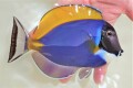 ※SALE　パウダーブルータン　大　【スリランカ産仕入れ個体】※16センチ程度　4/9入荷
