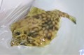 ラクダハコフグ特大　【仕入れ個体】※17センチ程度　※7/20入荷　