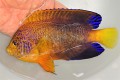 特大レンテンヤッコ【近海ハンドコート】オス※18センチ程度　※6/11入荷