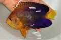 ※お盆特価　特大レンテンヤッコ【近海ハンドコート】メス※16センチ程度　※6/11入荷
