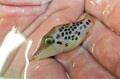 SOLDOUT●SALE レオパードシャープノーズパファー幼魚【スリランカ産】※5センチ程度　※11/21入荷