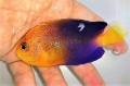 レンテンヤッコ【近海ハンドコート】※10センチ　※10/31入荷　※人工飼料OK（何でも良く食べます）　※トリートメント中11/初旬販売開始