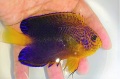 レンテンヤッコ　オス　【近海ハンドコート】※10センチ程度　