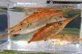 サギフエ　Mサイズ　【近海仕入れ個体】　※10ンチ程度　※12/27入荷