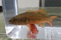 ※レアサイズ　スジハタ　ベビー　【仕入れ個体】　※7センチ程度　※12/23入荷