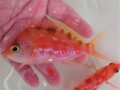 SOLDOUT　激レア　サクラダイSP（オス）　【水深150Ｍ 近海仕入れ個体】　飼育水温18℃　※10～17センチ程度  1/27入荷　