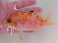 SOLDOUT　激レア　サクラダイSP（メス）　【水深150Ｍ 近海仕入れ個体】　飼育水温18℃　※10～17センチ程度  1/27入荷　