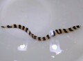 激レア　シマウツボ幼魚【海外仕入れ個体】　※20センチ程度　7/17入荷