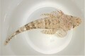 SOLDOUT　※珍　スナゴチ？幼魚　15センチ程度　【屋久島産ハンドコート】　※11/8採取　