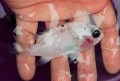 ※レア　参考出品　スズメダイ白変個体　【京都府日本海産】　